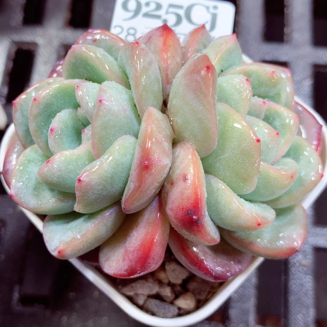 5厘米盆精控多肉925