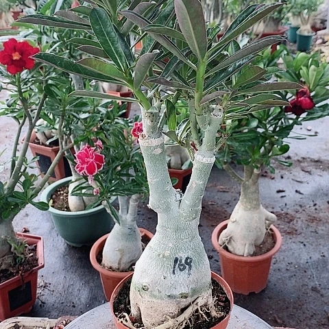 【闪购商品】无花朵世****i