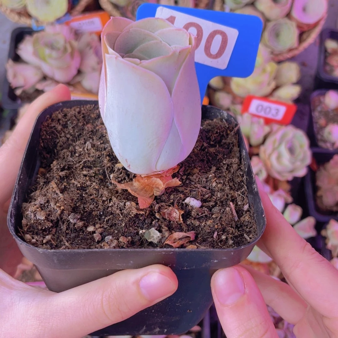 单品一物一拍190号