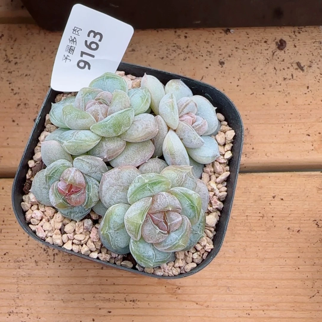 红皇后，9163多肉植物