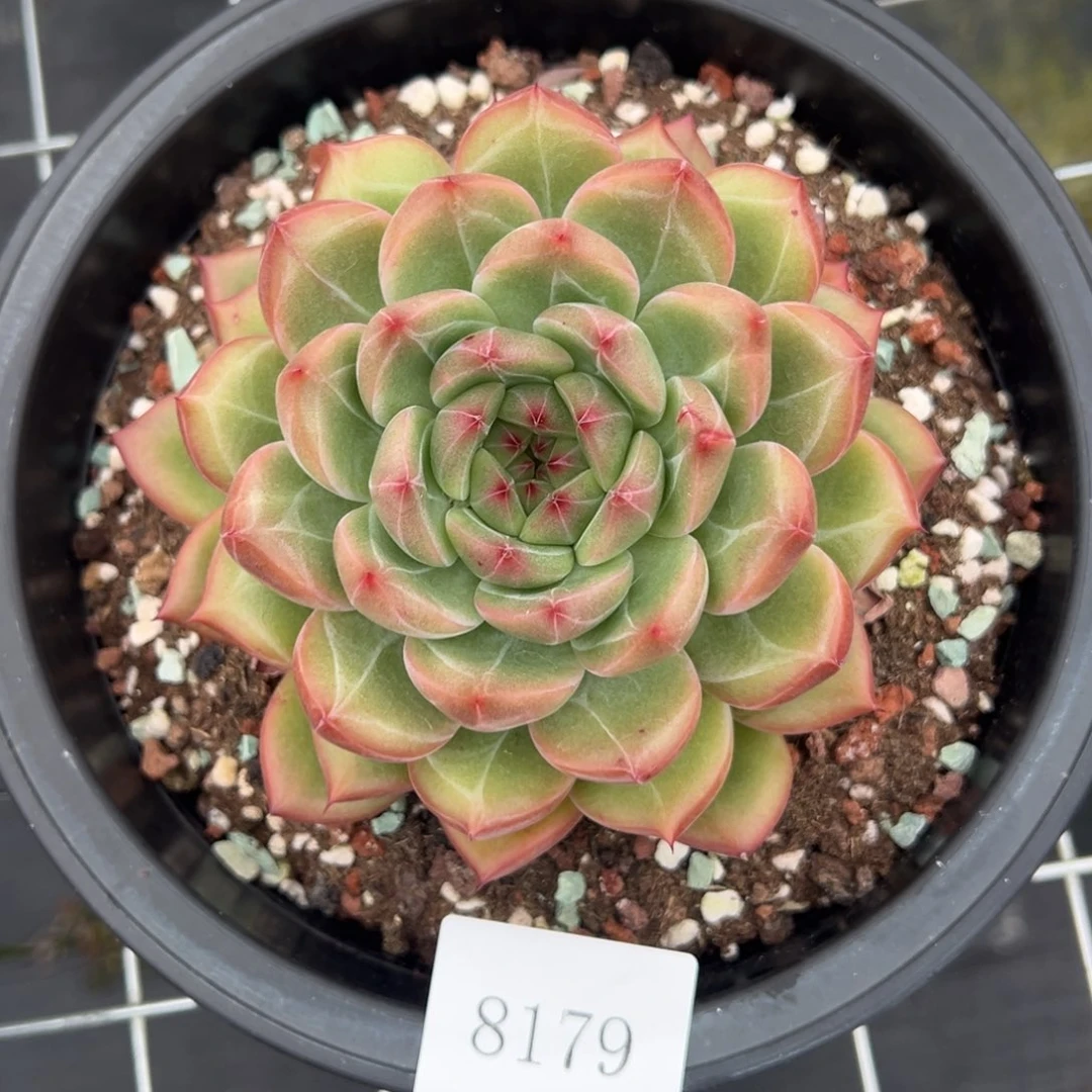 黄***牛8179肉肉肉肉肉肉肉肉肉肉