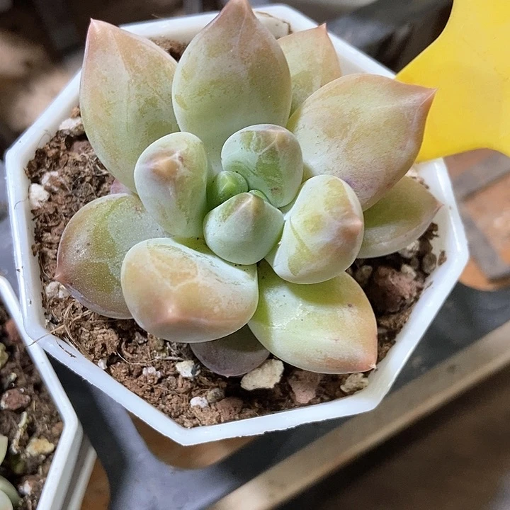 多肉植物重楼2000