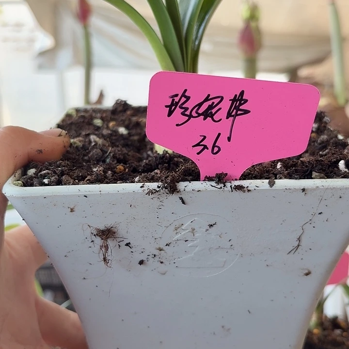 无花朵珍妮弗朱顶红直径3.6