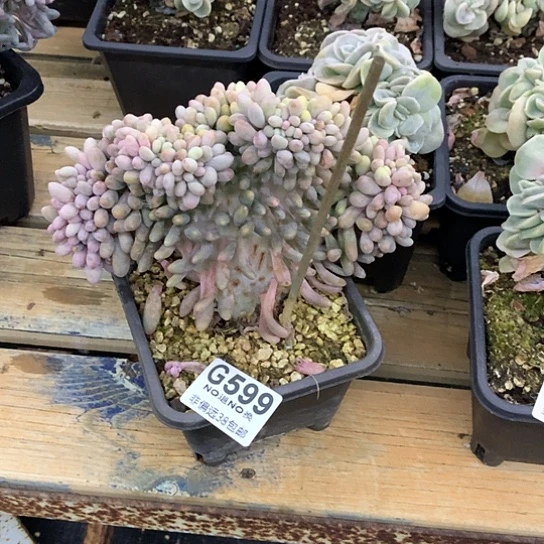 ****夏汤圆缀化 瑕疵599 全场默认微瑕7-8天发货