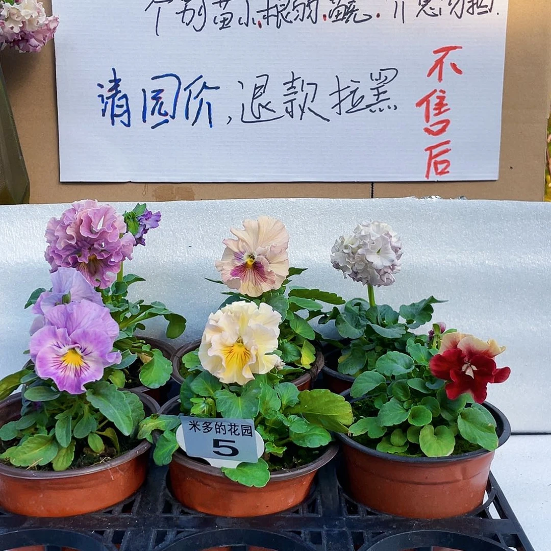 大部分花苞少量开放5