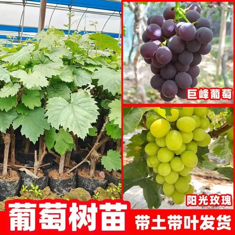 【摘叶发货】葡萄树苗现挖现发果树苗耐旱盆栽地栽四季抗旱当年结果