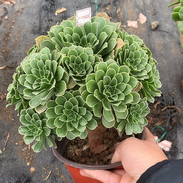 沙****掌617翡翠玫瑰多肉