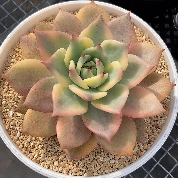 卡梅拉锦多肉植物