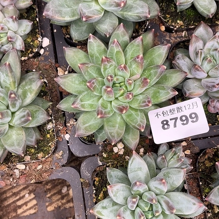 p***d阿雅园艺。      8799