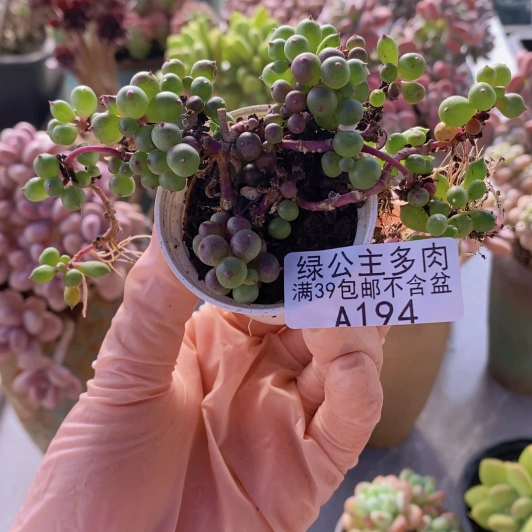 紫泡泡194多肉植物