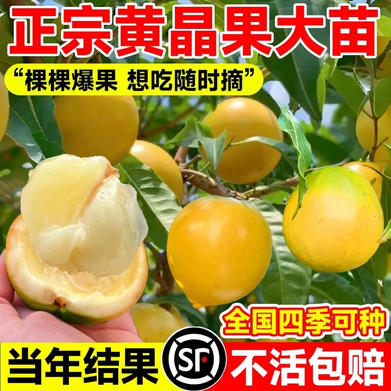 冬蜜黄晶果苗嫁接苗久密冬密早熟盆栽嫁接四季当年结果南北方种植