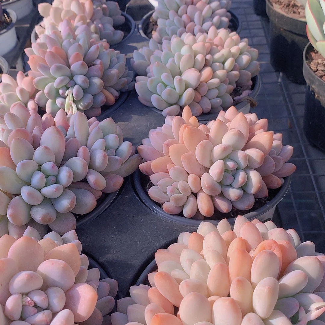 香水大号3567889900000