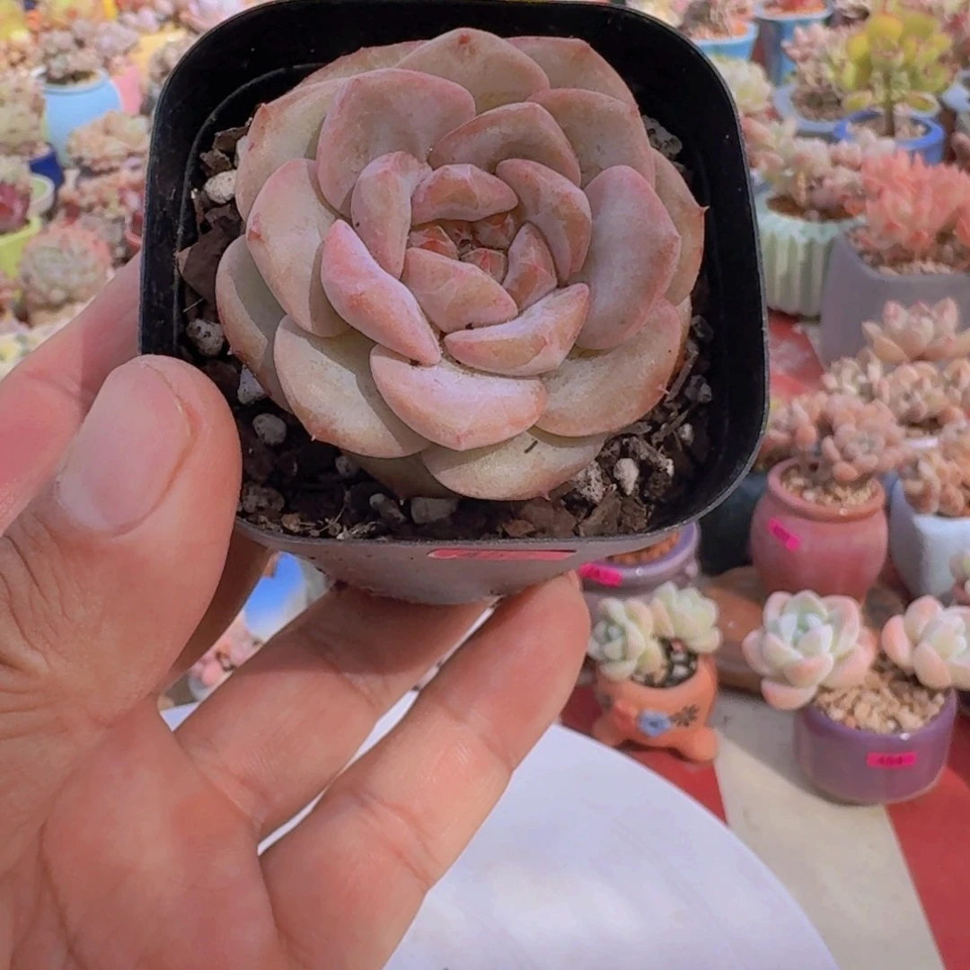 大***妹一物一拍编号452