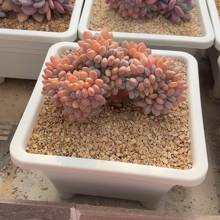 25.003粉兔缀化一个