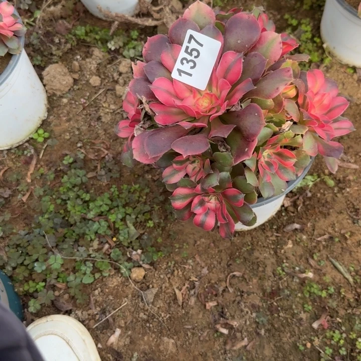 1357 清棚处理不包断枝