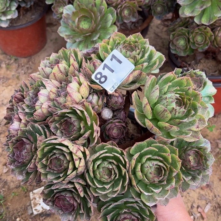 万拉丝砍头多肉植物811