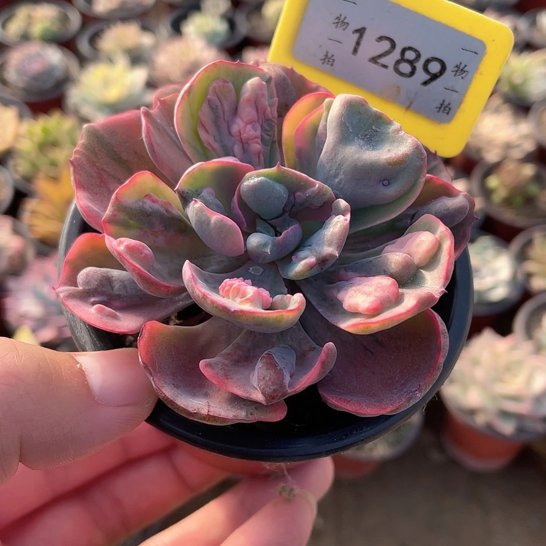 雨滴锦1289号多肉