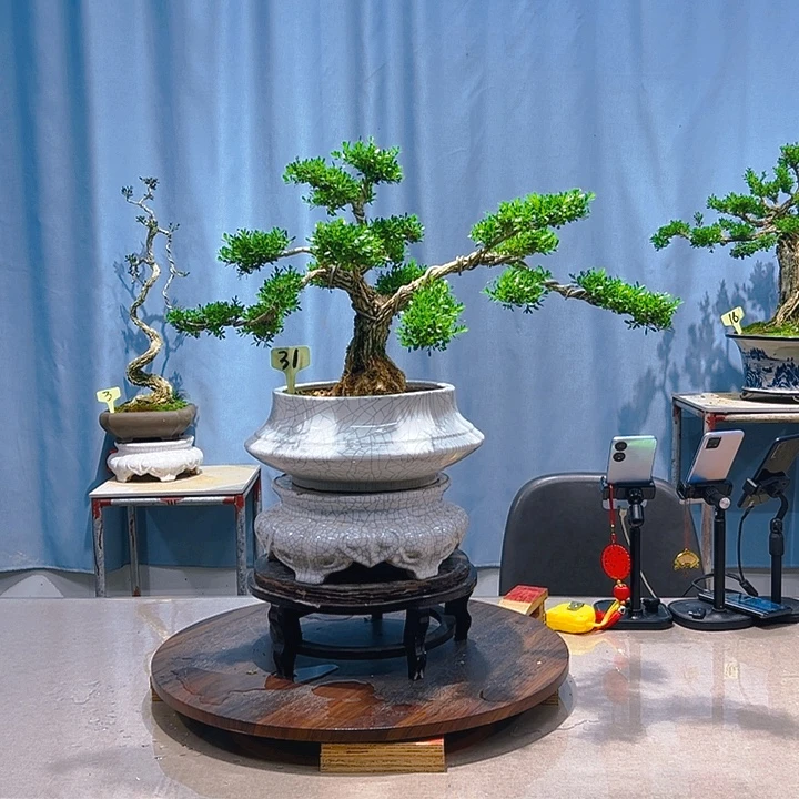 无花朵广东皱皮雀舌黄杨