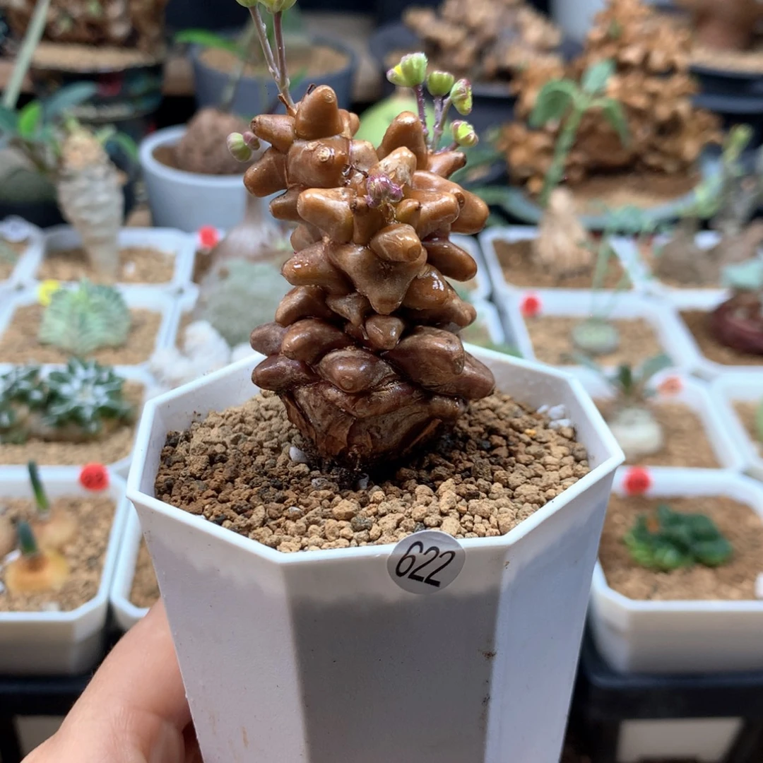 蛮鬼塔厚敦菊母本带盆622