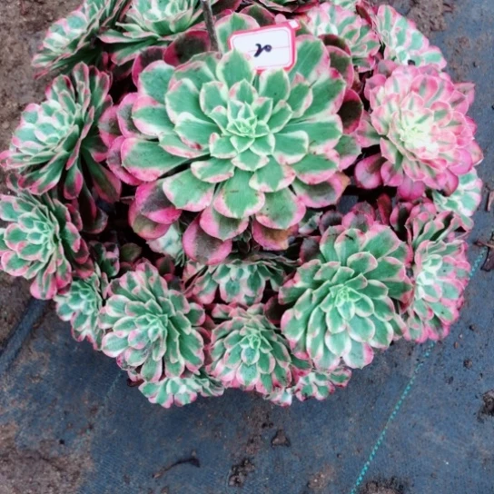 晚***。无花朵20号天合法师多肉植物