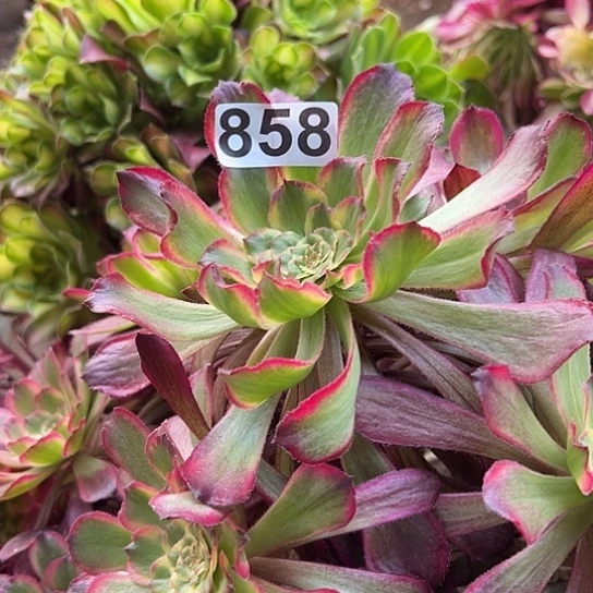 淡***?多肉植物一个