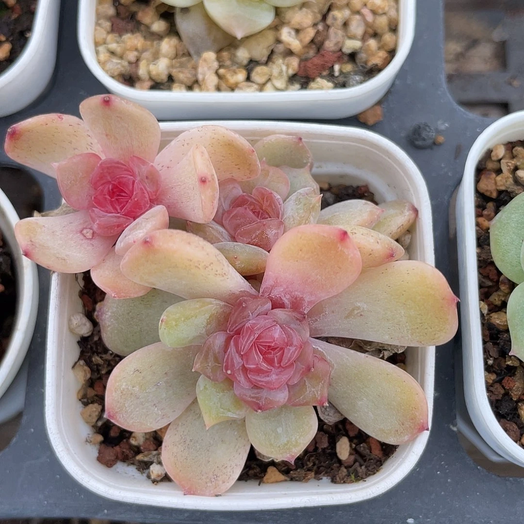 优选红恋福利261