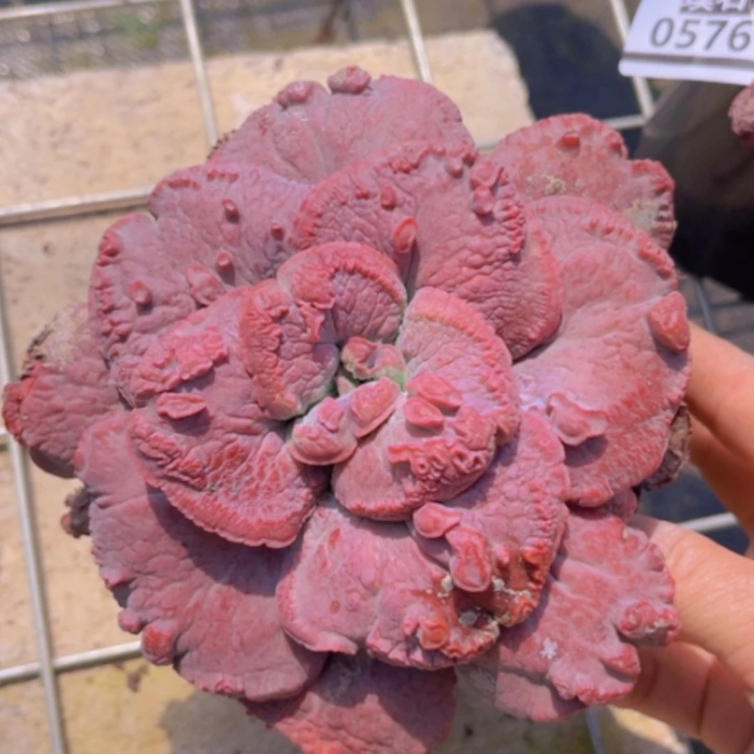 【闪购商品】男爵0577