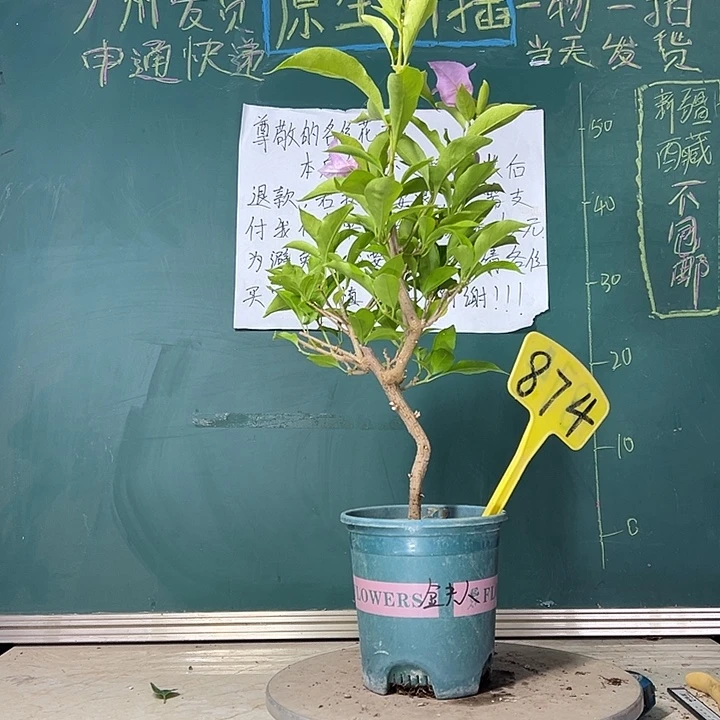 当前无花栽培后可以开花金夫人 874