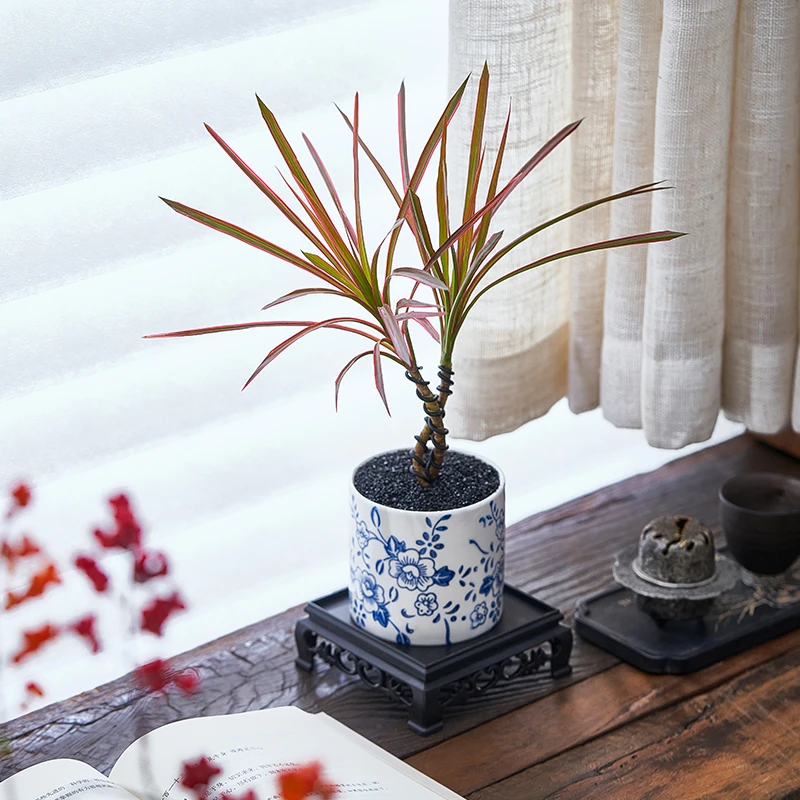 千年木盆栽室内客厅茶几桌面七彩铁网红植物摆件办公室绿植好养活