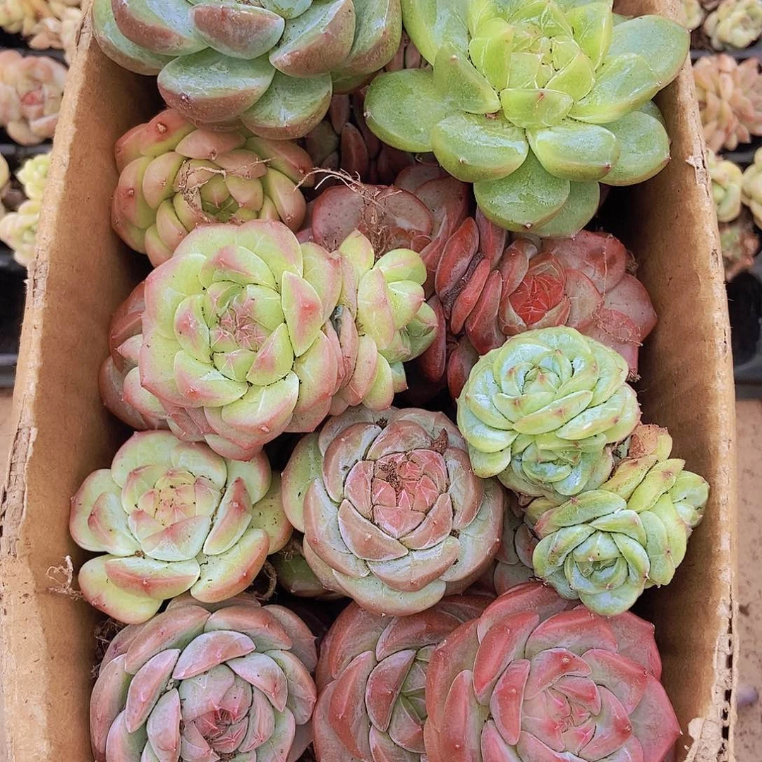 000000000002量拍保底20颗