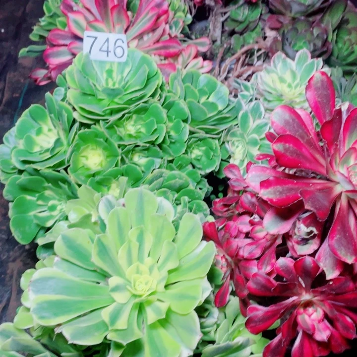 多肉植物组合746
