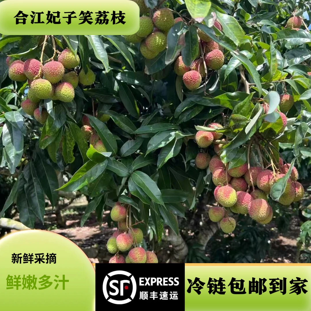 妃子笑荔枝【川渝包邮】四川合江荔枝（带枝条发货，介意的慎重）