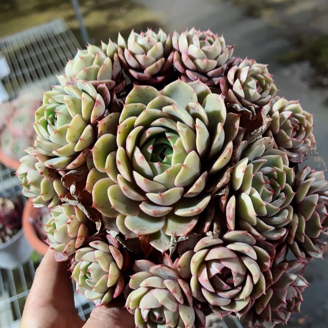 苯巴蒂斯手捧老桩