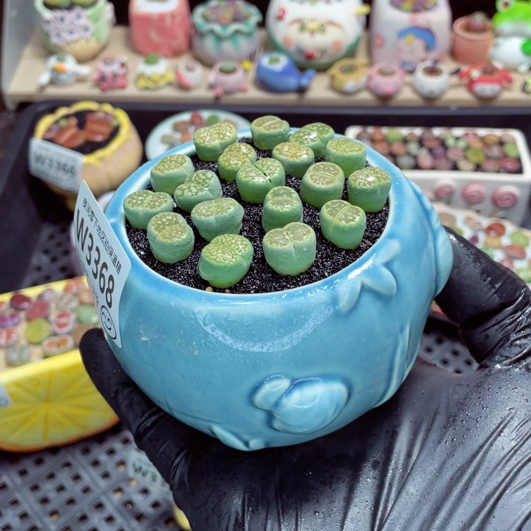 夜间零下地区拍保温箱w3368