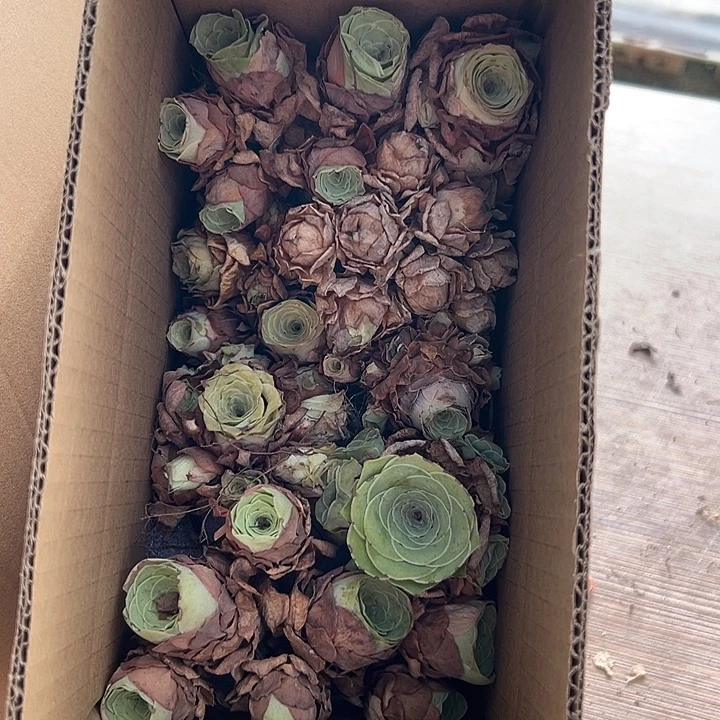 苗苗62山地玫瑰多肉植物不售后