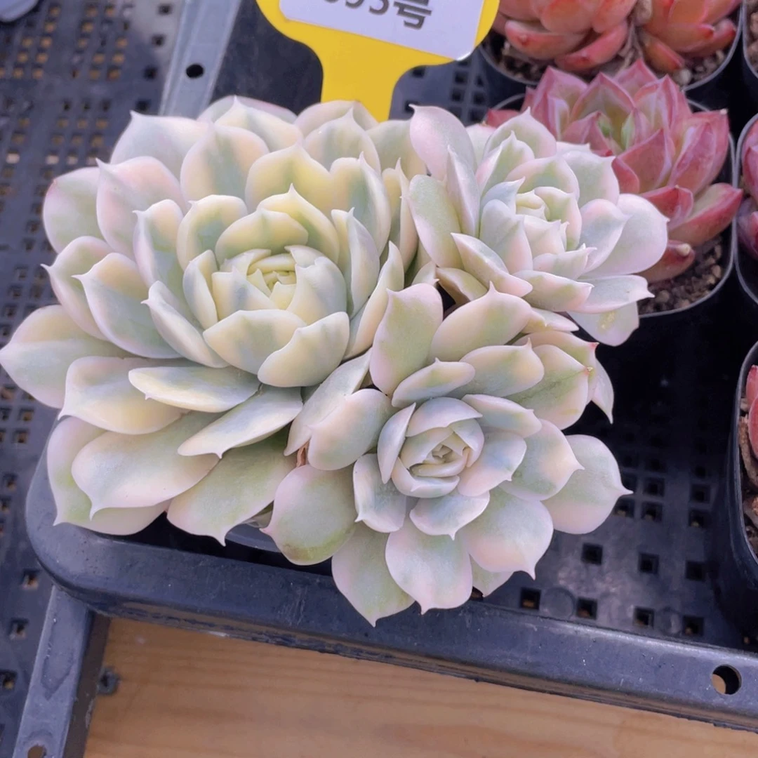 695号 飘枝昂斯诺锦