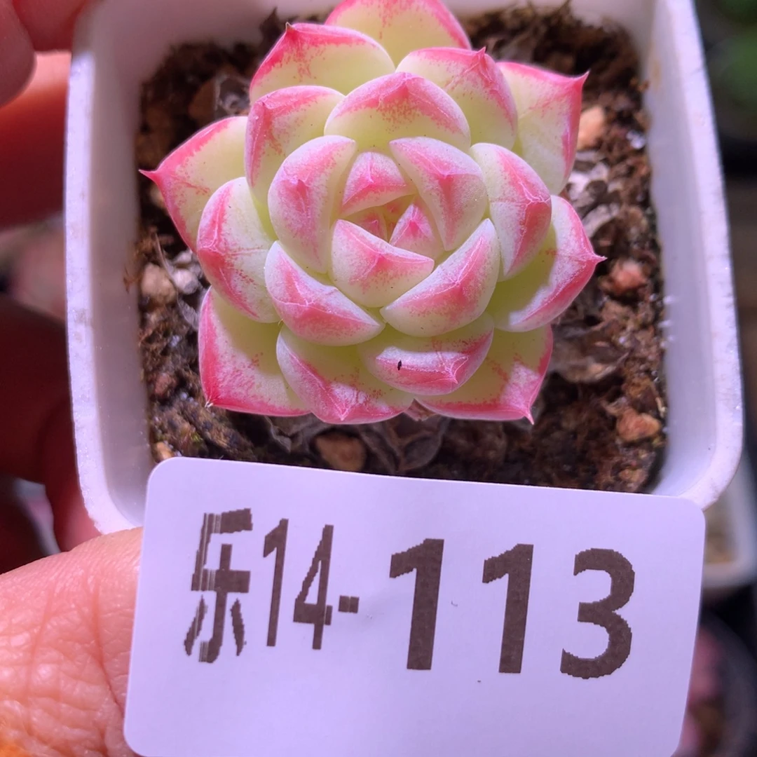 乐然14-113 白桃汽水