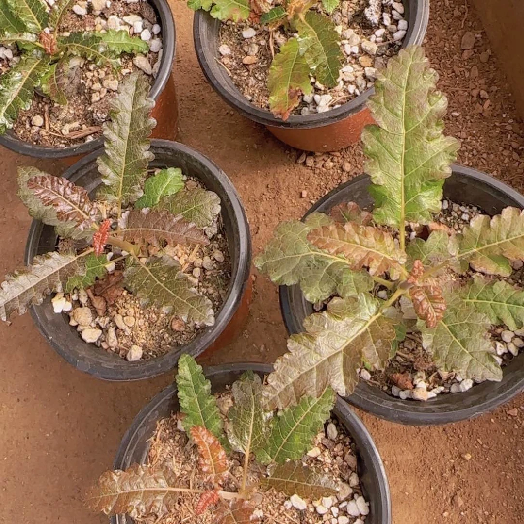 无花朵块根植物块根植物块根