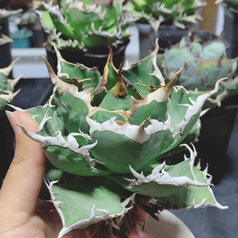 【闪购商品】石****景海王