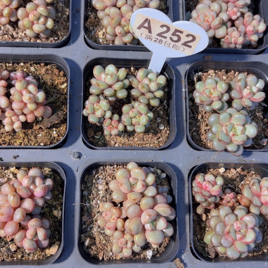 A252葡萄一物一拍