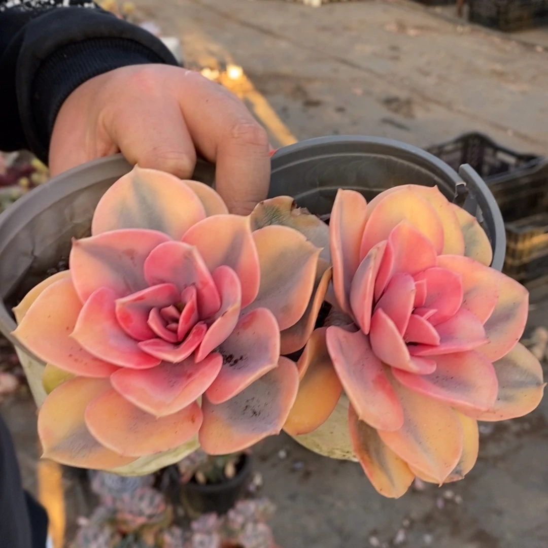 彩虹单头老桩两盆