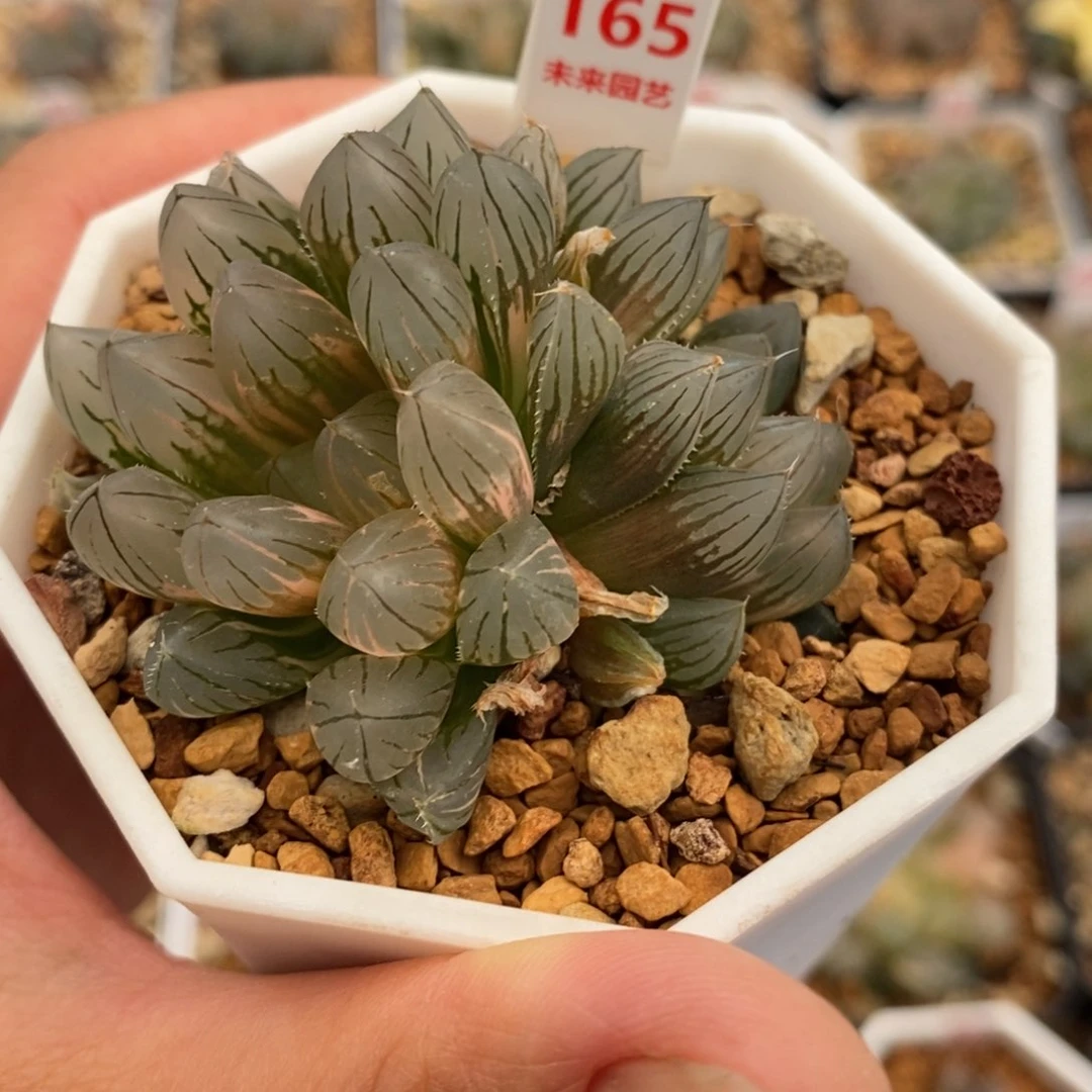 165霓虹灯玉露锦一物一拍