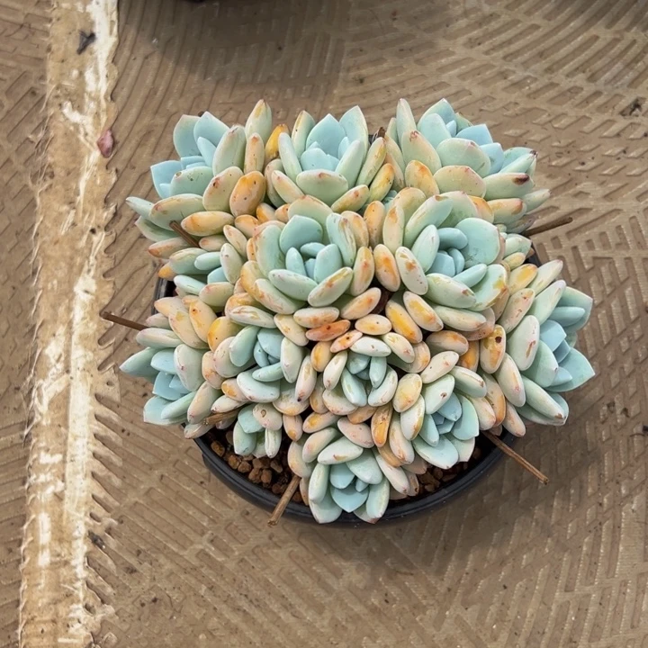 过***去冷香自然群无砍头过去专拍发货