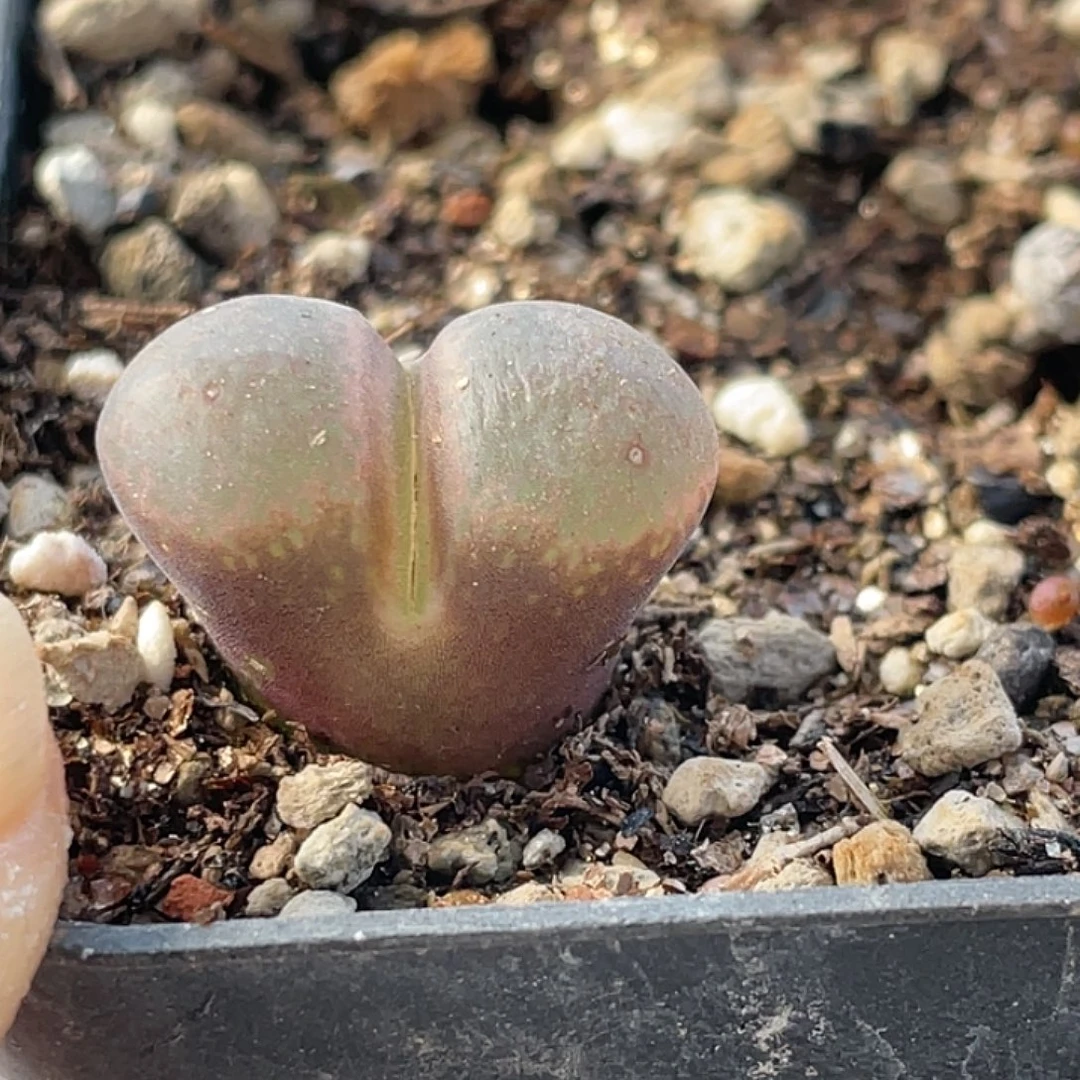 20-22风铃多肉植物