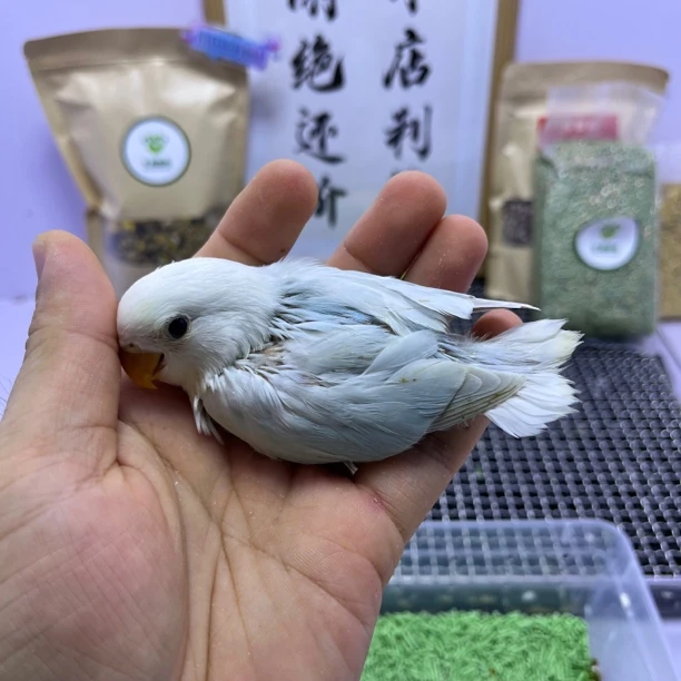 牡丹鹦鹉-特价微咬毛松石伊莎母Z0583