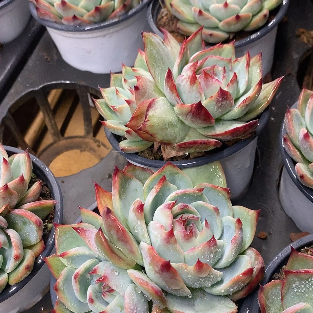 团。双头窄叶惊鸿。福利多多