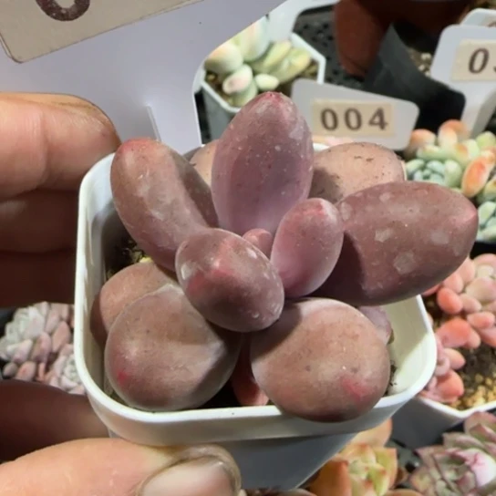 48糖果一物一拍多肉