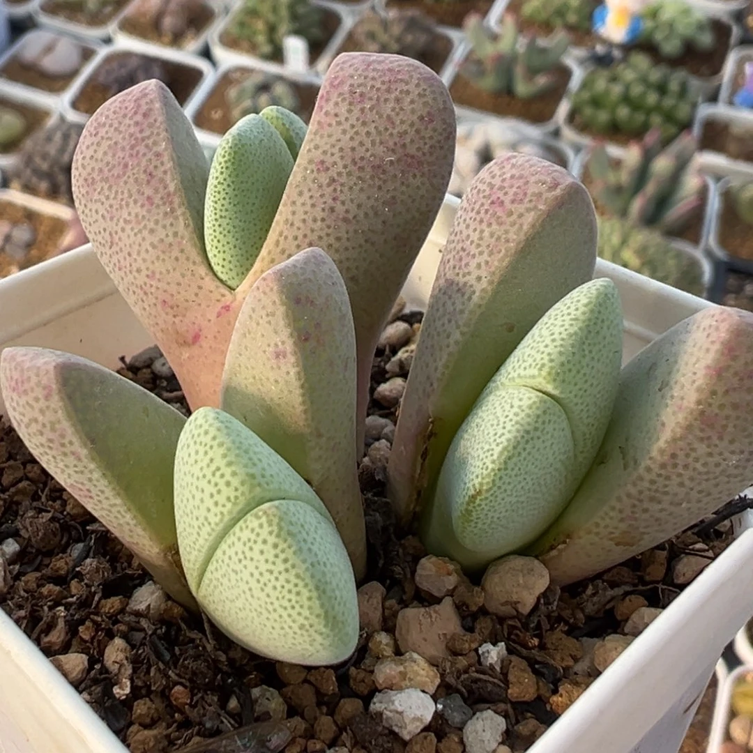 185多肉植物种类和