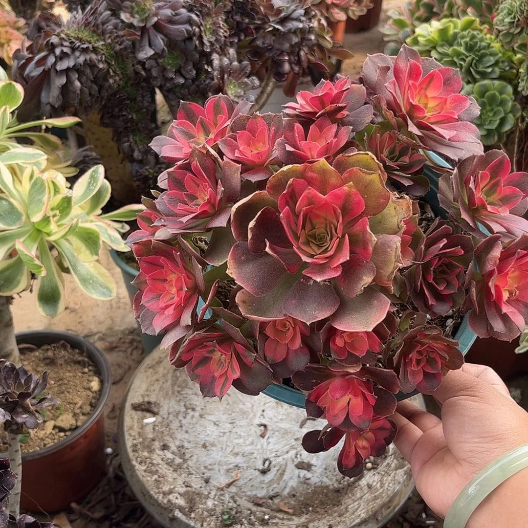 12香妃法师多肉植物