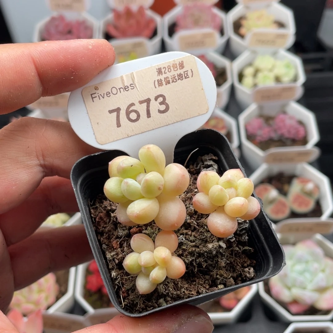 泡泡糖7673-4.5厘米